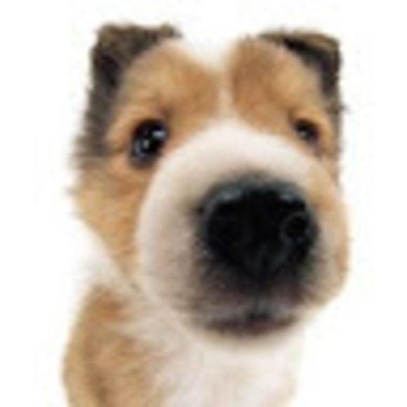 Meet your Posher, Toby - Picture 1 of 1